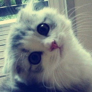 Meet your Posher, Mimi